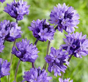 Dichelostemma congestum - Dichelostemma congestum