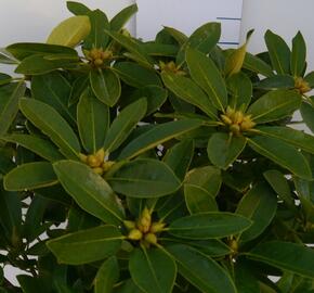 Pěnišník 'Onkel Diners' - Rhododendron 'Onkel Diners'