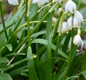 Bledule jarní - Leucojum vernum