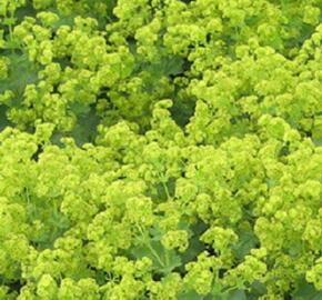 Kontryhel žlutozelený - Alchemilla xanthochlora