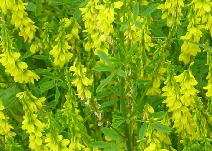 Komonice lékařská - Melilotus officinalis