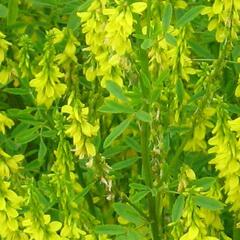 Komonice lékařská - Melilotus officinalis