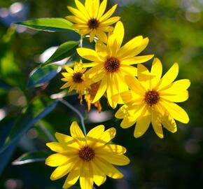 Topinambur 'Papas' - Helianthus tuberosus 'Papas'