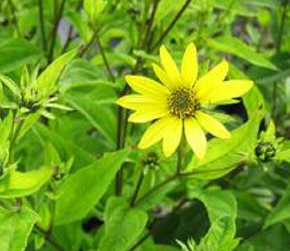 Topinambur 'Papas Patio' - Helianthus tuberosus 'Papas Patio'