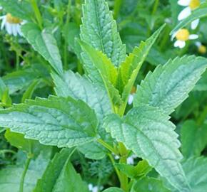 Šišák stranokvětý - Scutellaria lateriflora