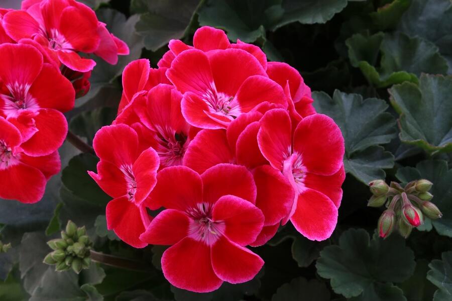 Muškát, pelargonie páskatá 'TexMex Ruby' - Pelargonium zonale 'TexMex Ruby'