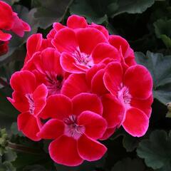 Muškát, pelargonie páskatá 'TexMex Ruby' - Pelargonium zonale 'TexMex Ruby'