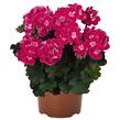 Muškát, pelargonie páskatá 'TexMex Fire 2022' - Pelargonium zonale 'TexMex Fire 2022'