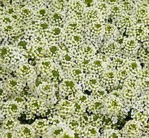 Tařicovka přímořská 'Easter Bonnet Lemonade' - Lobularia maritima 'Easter Bonnet Lemonade'