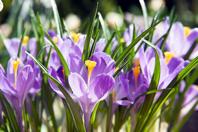 Krokus, šafrán 'Grand Maitre' - Crocus 'Grand Maitre'