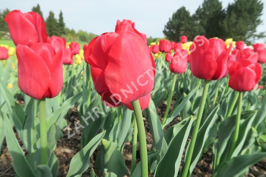 Tulipán 'Ile de France' - Tulipa 'Ile de France'