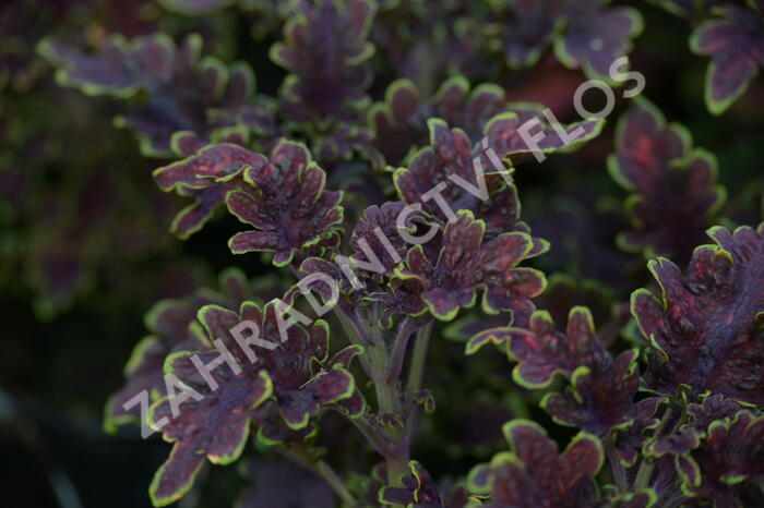 Pokojová kopřiva 'Malibu Red' - Coleus blumei 'Malibu Red'