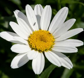 Kopretina 'Snowcap' - Leucanthemum superbum 'Snowcap'