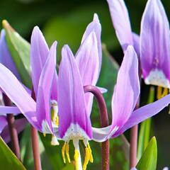 Kandík psí zub 'Lilac Wonder' - Erythronium Dens-Canis 'Lilac Wonder'