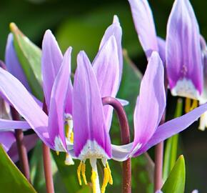 Kandík psí zub 'Lilac Wonder' - Erythronium Dens-Canis 'Lilac Wonder'