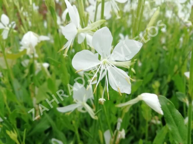 Svíčkovec 'Snowbird' - Gaura lindheimeri 'Snowbird'