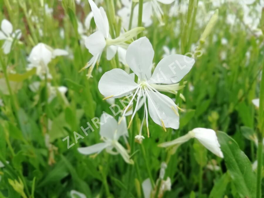 Svíčkovec 'Snowbird' - Gaura lindheimeri 'Snowbird'