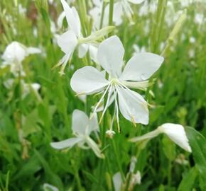 Svíčkovec 'Snowbird' - Gaura lindheimeri 'Snowbird'