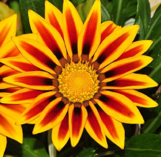 Gazánie zářivá 'Impressa Orange Flame' - Gazania rigens 'Impressa Orange Flame'