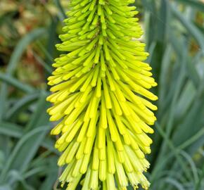 Kleopatřina jehla 'Dorset Sentry' - Kniphofia 'Dorset Sentry'