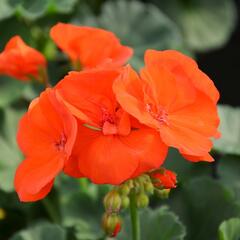 Muškát, pelargonie páskatá klasická 'Orange' - Pelargonium zonale 'Orange'