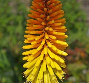 Kleopatřina jehla 'Rich Echoes' - Kniphofia 'Rich Echoes'®