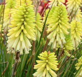 Kleopatřina jehla 'Poco Citron' - Kniphofia uvaria 'Poco Citron'®