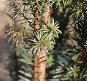 Tis červený 'Green Rocket' - Taxus baccata 'Green Rocket'