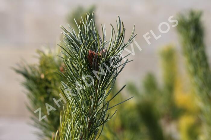 Borovice 'Glauca' - Pinus pumila 'Glauca'