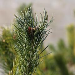 Borovice 'Glauca' - Pinus pumila 'Glauca'