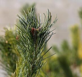 Borovice 'Glauca' - Pinus pumila 'Glauca'