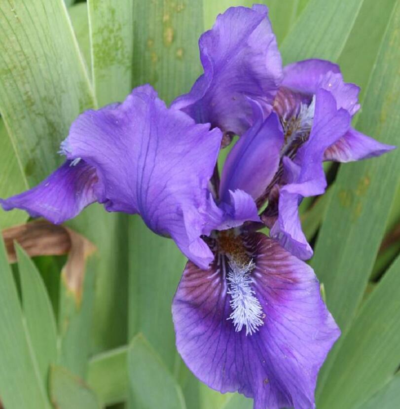 Kosatec nízký 'Atroviolacea' - Iris barbata-nana 'Atroviolacea'