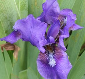 Kosatec nízký 'Atroviolacea' - Iris barbata-nana 'Atroviolacea'