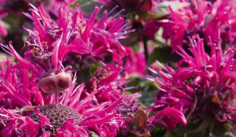 Zavinutka podvojná 'Melua Burgundy' - Monarda didyma 'Melua Burgundy'