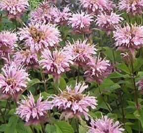 Zavinutka podvojná 'Melua Appleblossom' - Monarda didyma 'Melua Appleblossom'