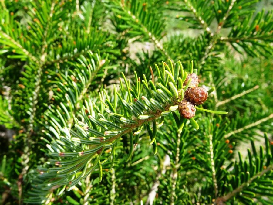 Jedle bělokorá - Abies alba