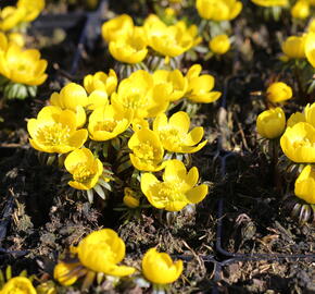 Talovín zimní - Eranthis hyemalis