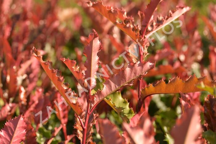 Blýskavka čínská 'Crunchy' - Photinia serratifolia 'Crunchy'