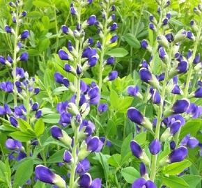 Baptisie jižní 'Bright Blue' - Baptisia australis 'Bright Blue'