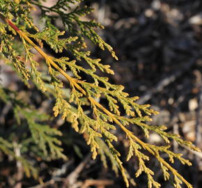 Cypřišovec Leylandův 'Castlewellan Gold' - Cupressocyparis leylandii 'Castlewellan Gold'