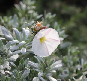 Svlačec 'Snow Angel' - Convolvulus cneorum 'Snow Angel'