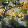 Cesmína obecná 'Bacciflava' - Ilex aquifolium 'Bacciflava'