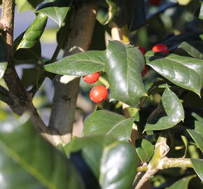 Cesmína obecná 'Nellie R. Stevens' - Ilex aquifolium 'Nellie R. Stevens'