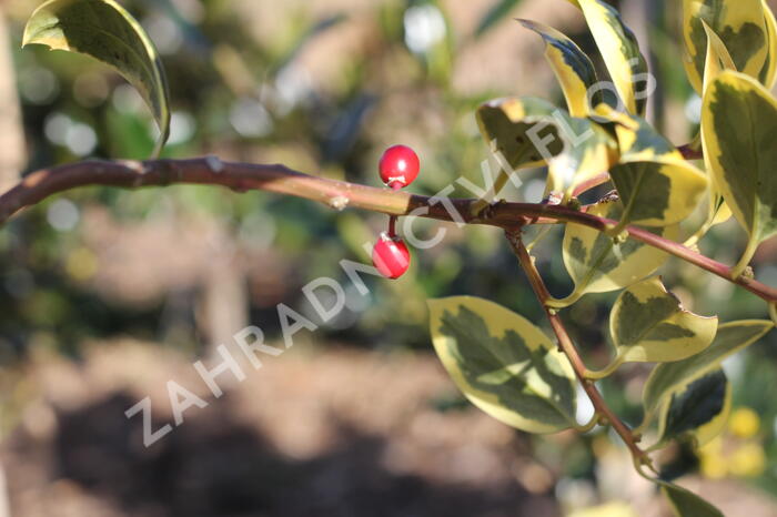 Cesmína obecná 'Golden van Tol' - Ilex aquifolium 'Golden van Tol'