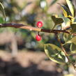 Cesmína obecná 'Golden van Tol' - Ilex aquifolium 'Golden van Tol'