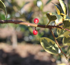 Cesmína obecná 'Golden van Tol' - Ilex aquifolium 'Golden van Tol'