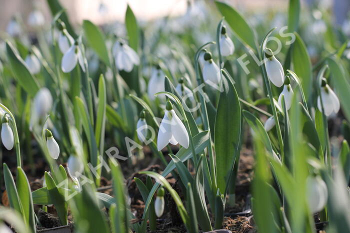 Sněženka Elwésova - Galanthus elwesii