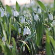 Sněženka Elwésova - Galanthus elwesii