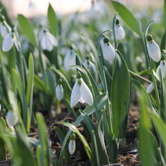 Sněženka Elwésova - Galanthus elwesii