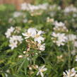 Choísie, mexický pomerančovník 'White Dazzler' - Choisya ternata 'White Dazzler'